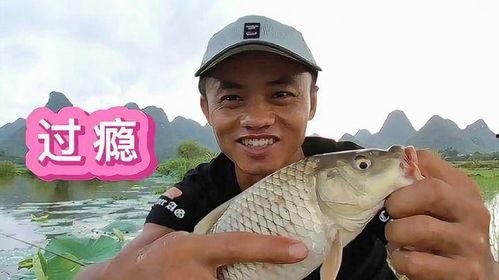 无鳞鲤鱼图片,自然界的独特生物画卷